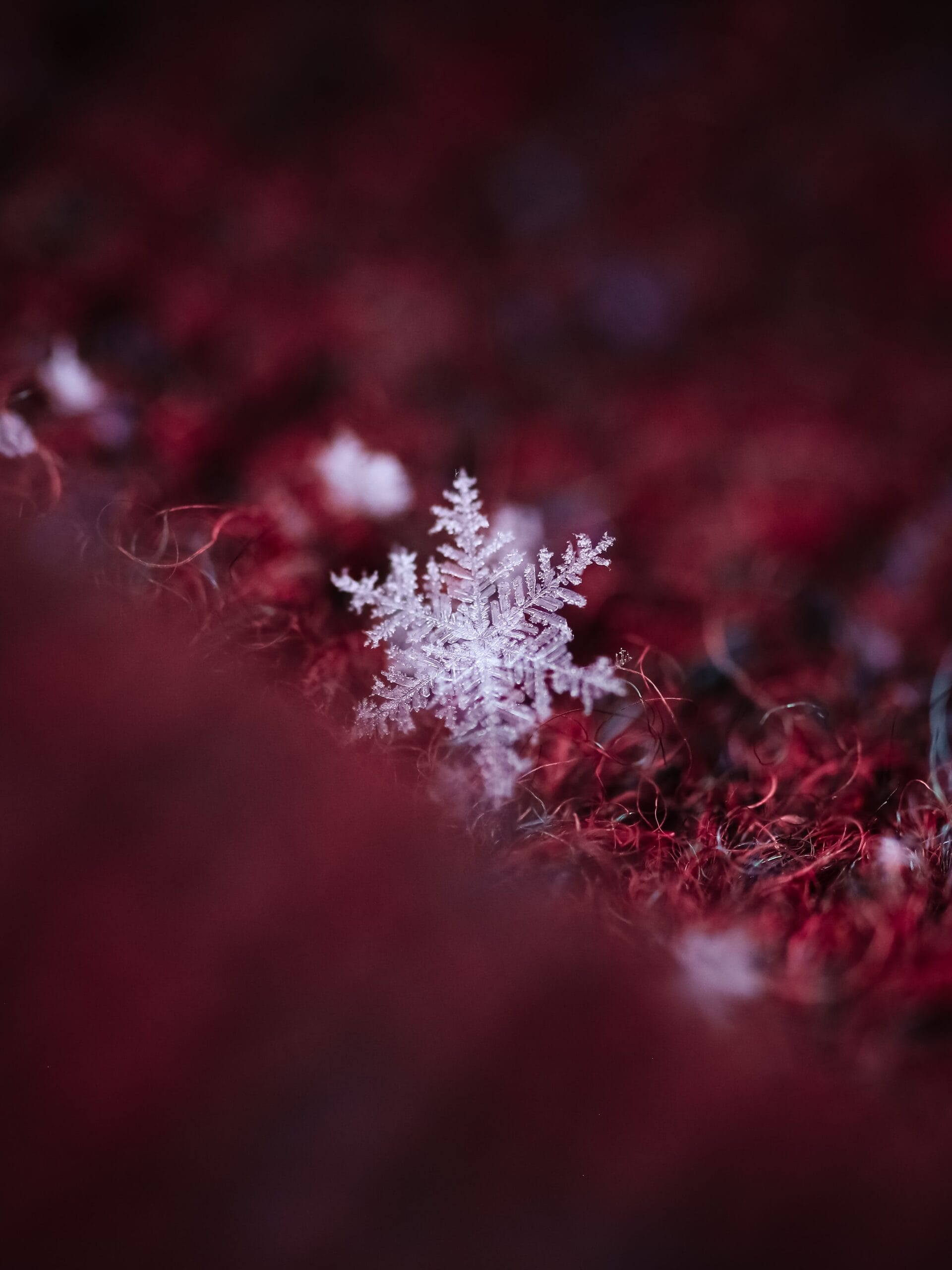 Frosted Embers