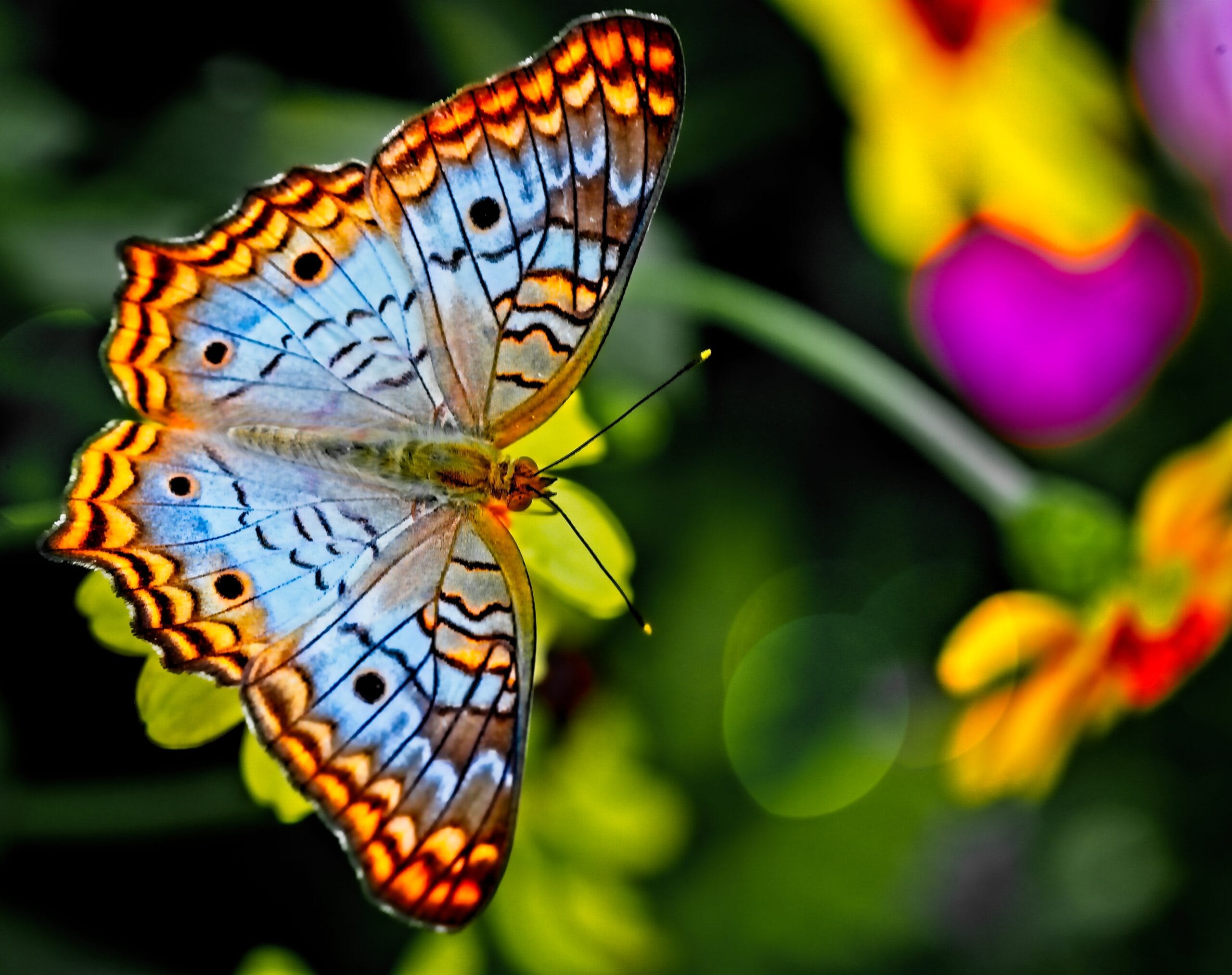 Metamorphosis